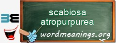 WordMeaning blackboard for scabiosa atropurpurea